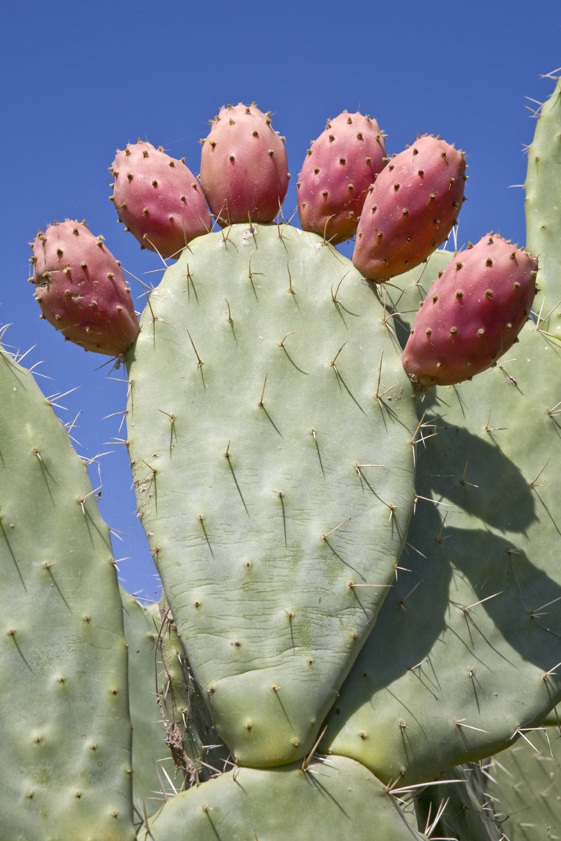 When Are Prickly Pears In Season When Are Prickly Pears In Season