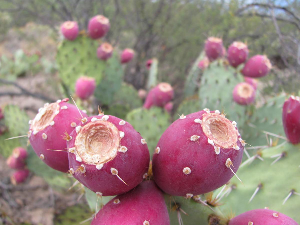When Are Prickly Pears In Season When Are Prickly Pears In Season