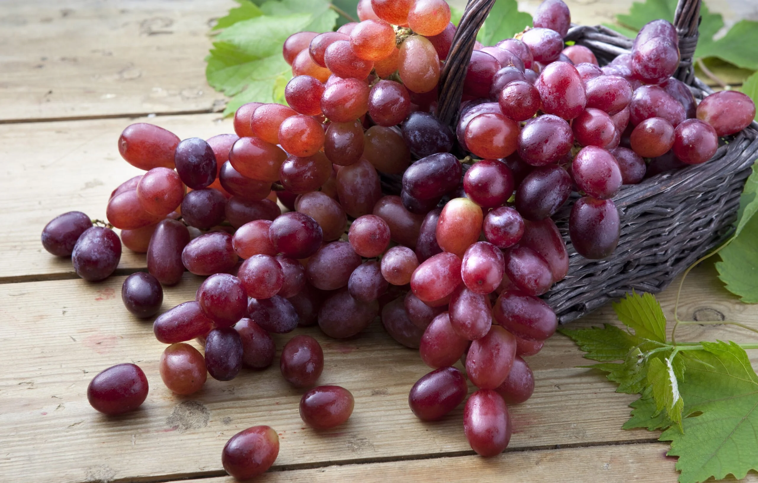 When Are Red Grapes In Season