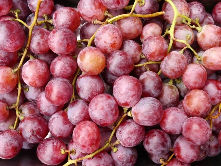 When Are Red Grapes In Season