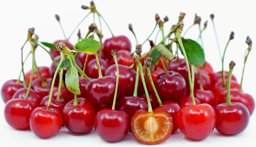 When Are Sour Cherries In Season