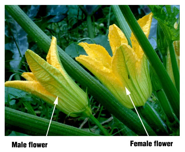When do female zucchini flowers bloom? When do female zucchini flowers bloom?