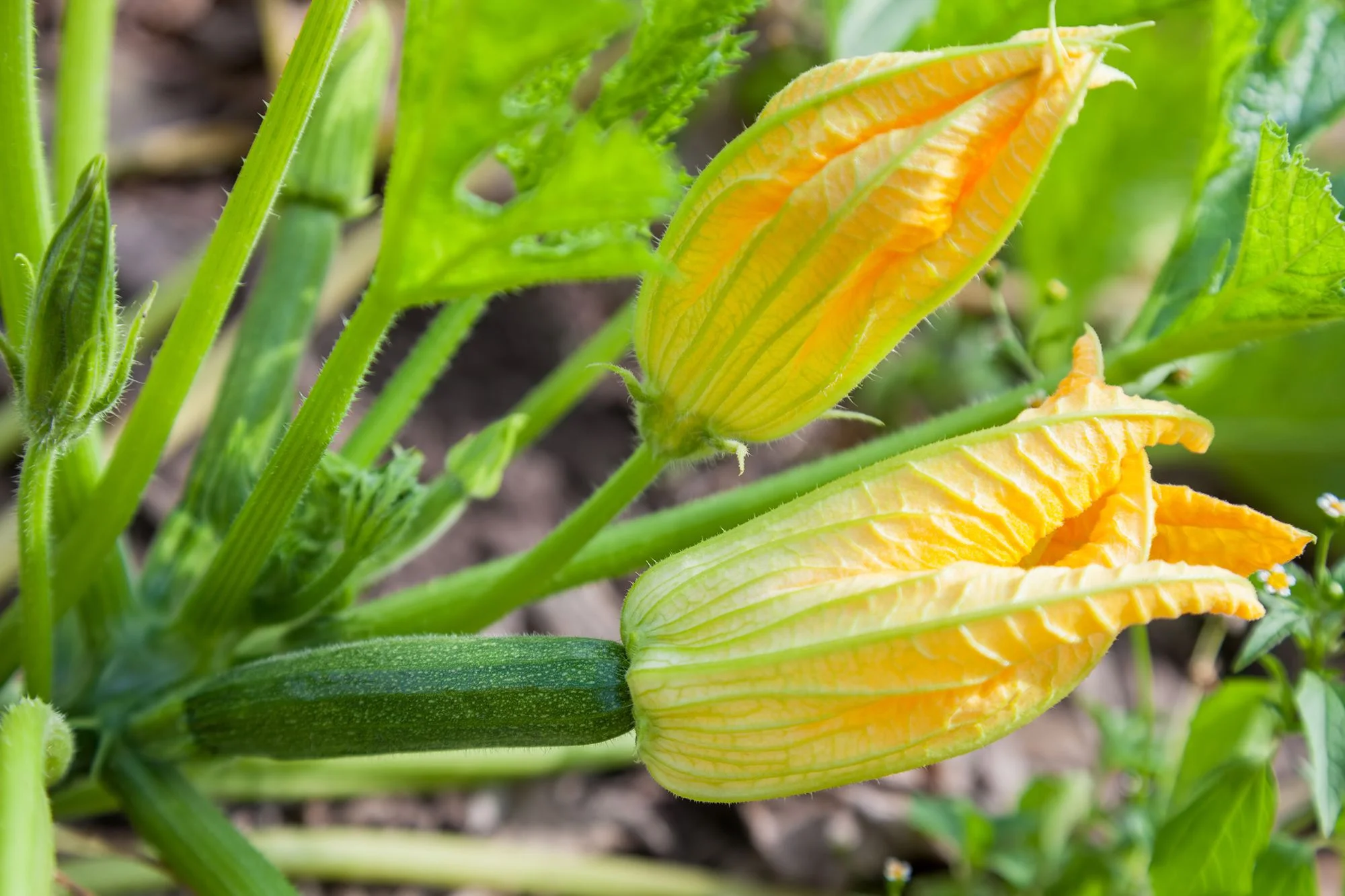 When do female zucchini flowers bloom? When do female zucchini flowers bloom?