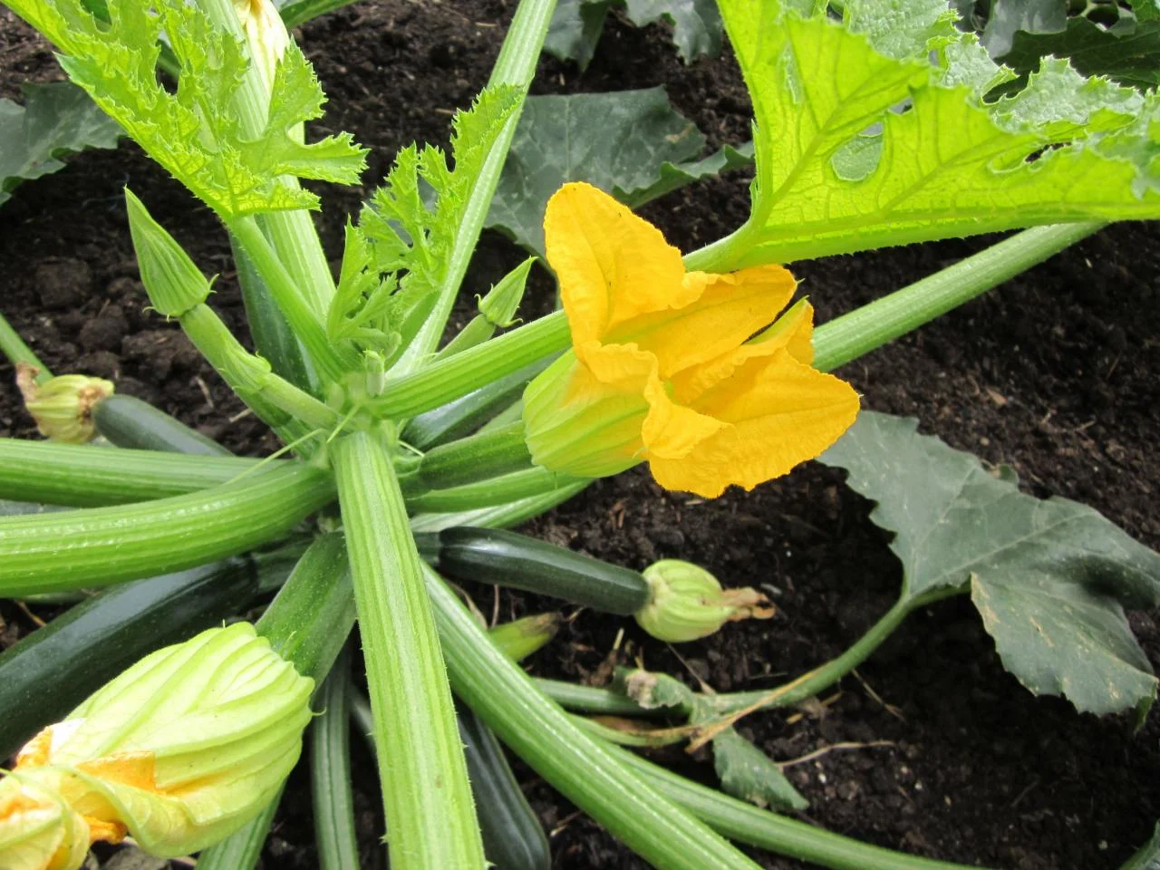 When do female zucchini flowers bloom? When do female zucchini flowers bloom?