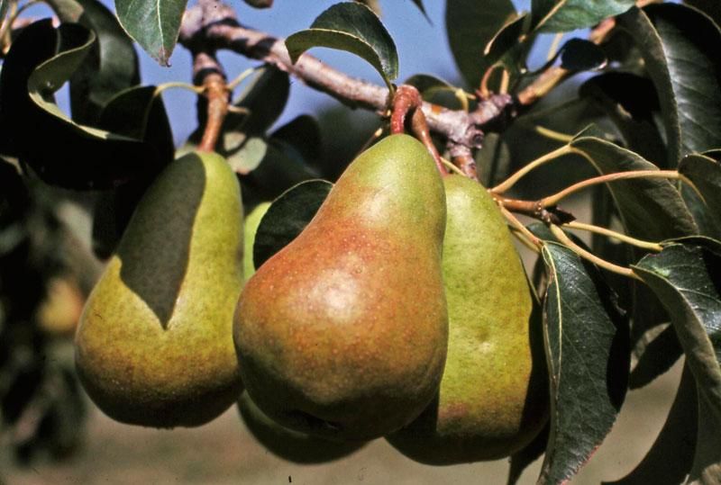 When Do You Harvest Pears