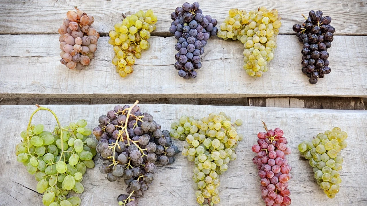When is grape season?
