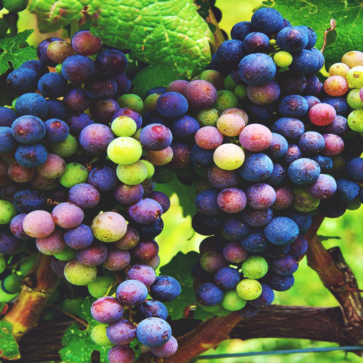 When is grape season? When is grape season?