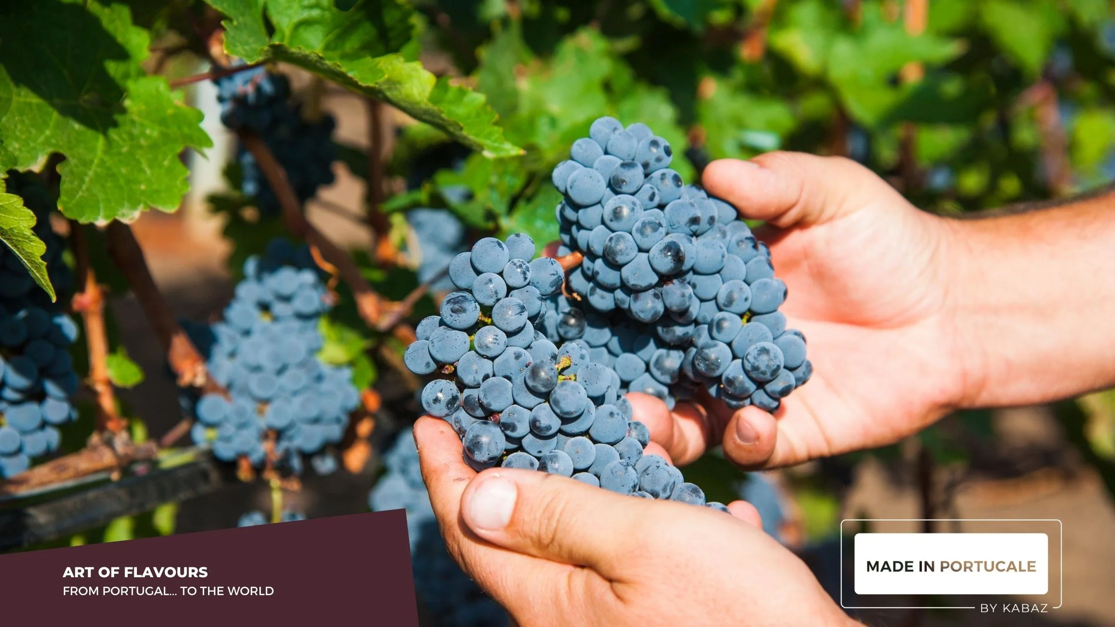 When is grape season?