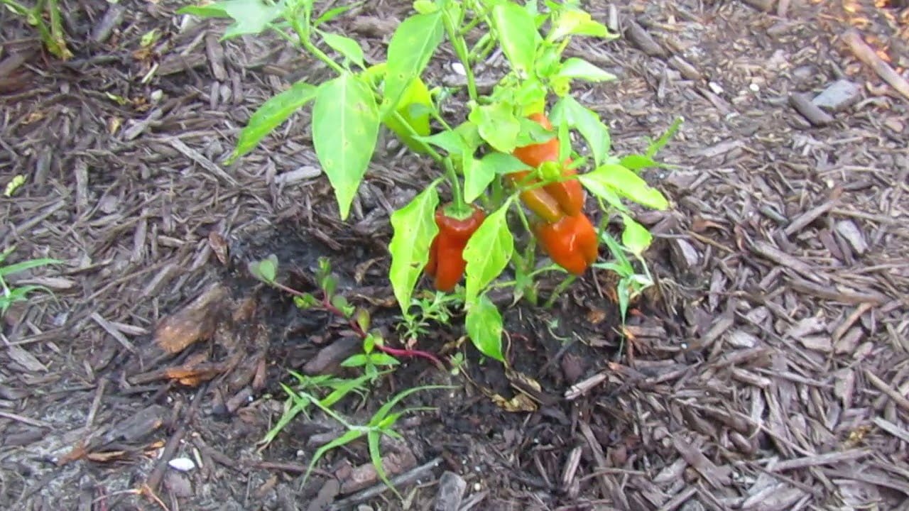 When is the Best Time to Harvest Cajun Bell Peppers When is the Best Time to Harvest Cajun Bell Peppers