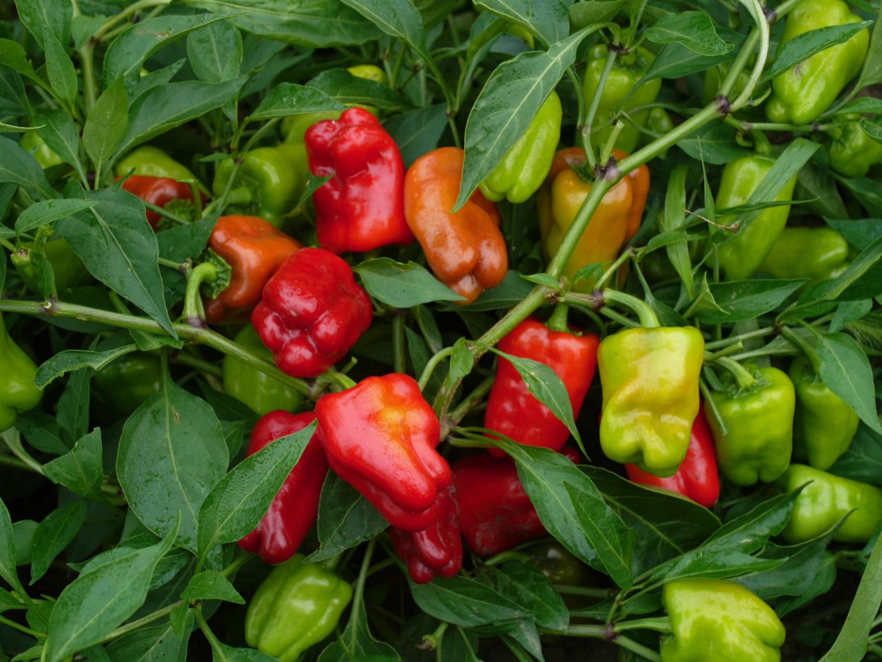When is the Best Time to Harvest Cajun Bell Peppers When is the Best Time to Harvest Cajun Bell Peppers