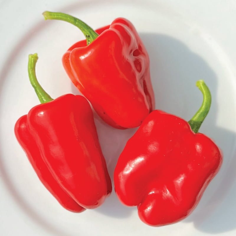 When is the Best Time to Harvest Cajun Bell Peppers When is the Best Time to Harvest Cajun Bell Peppers
