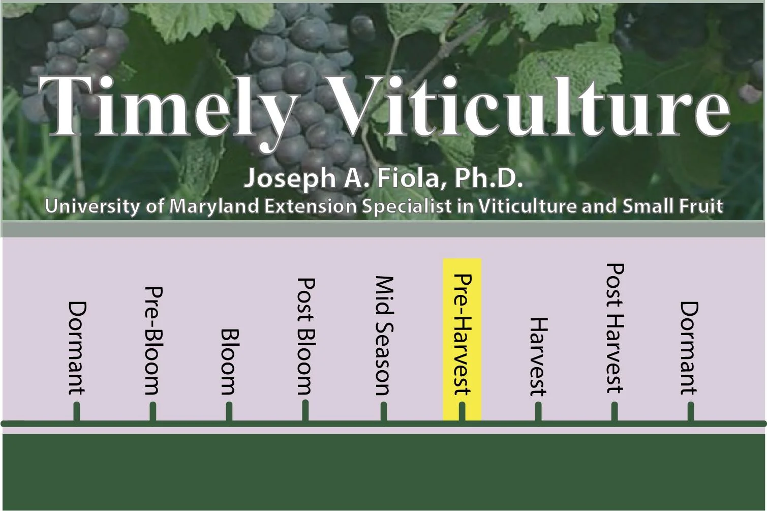 When is the Best Time to Harvest Grapes?