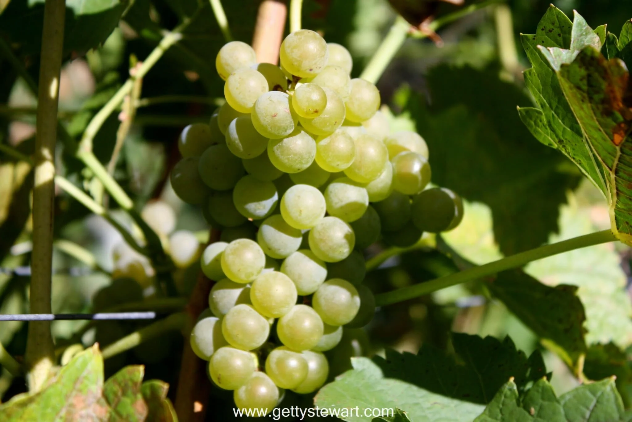 When is the Best Time to Harvest Grapes?