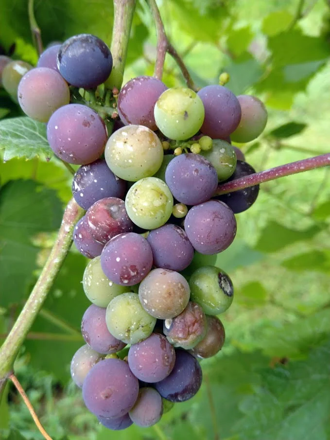 When is the Best Time to Harvest Grapes?