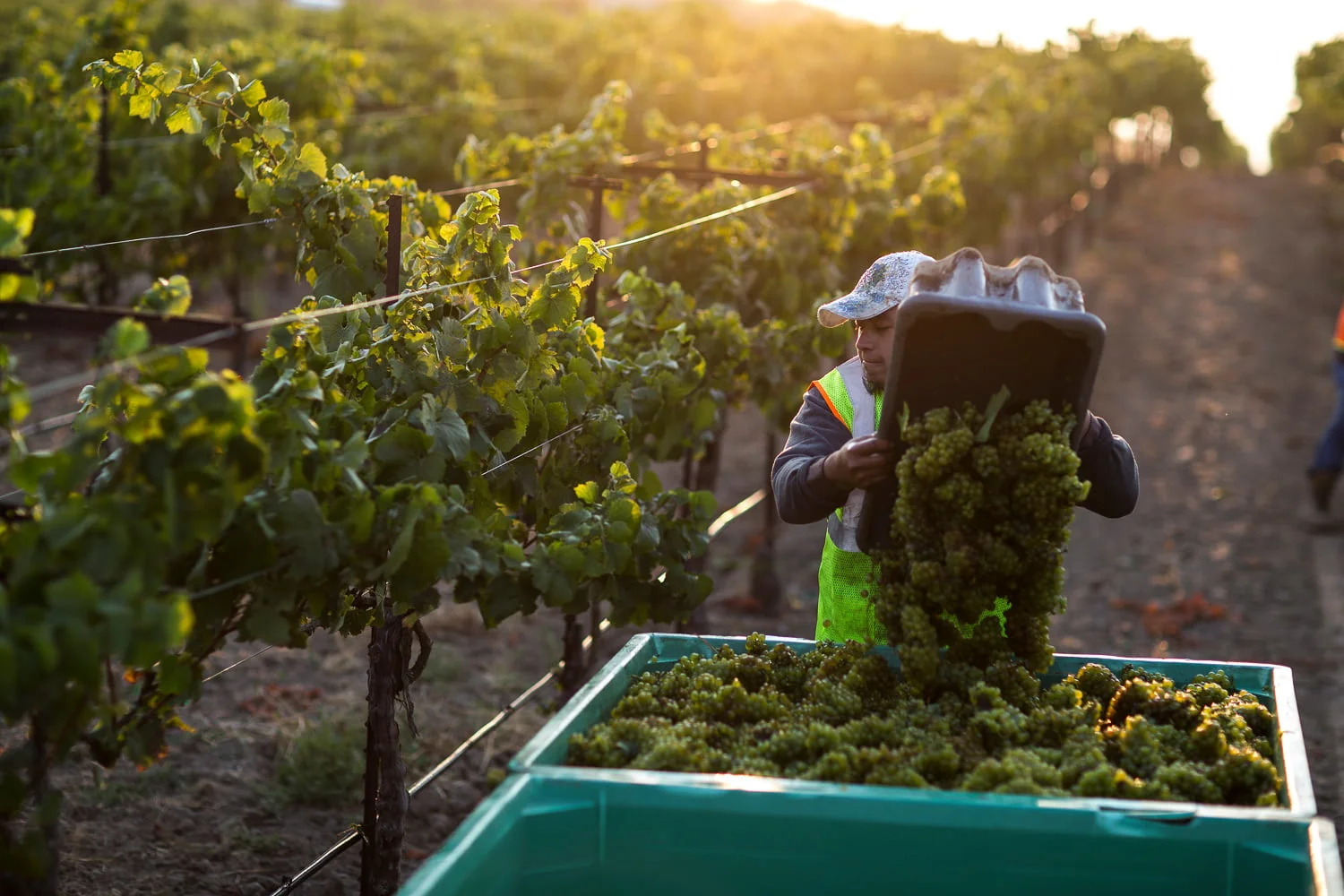 When is the Best Time to Harvest Grapes?