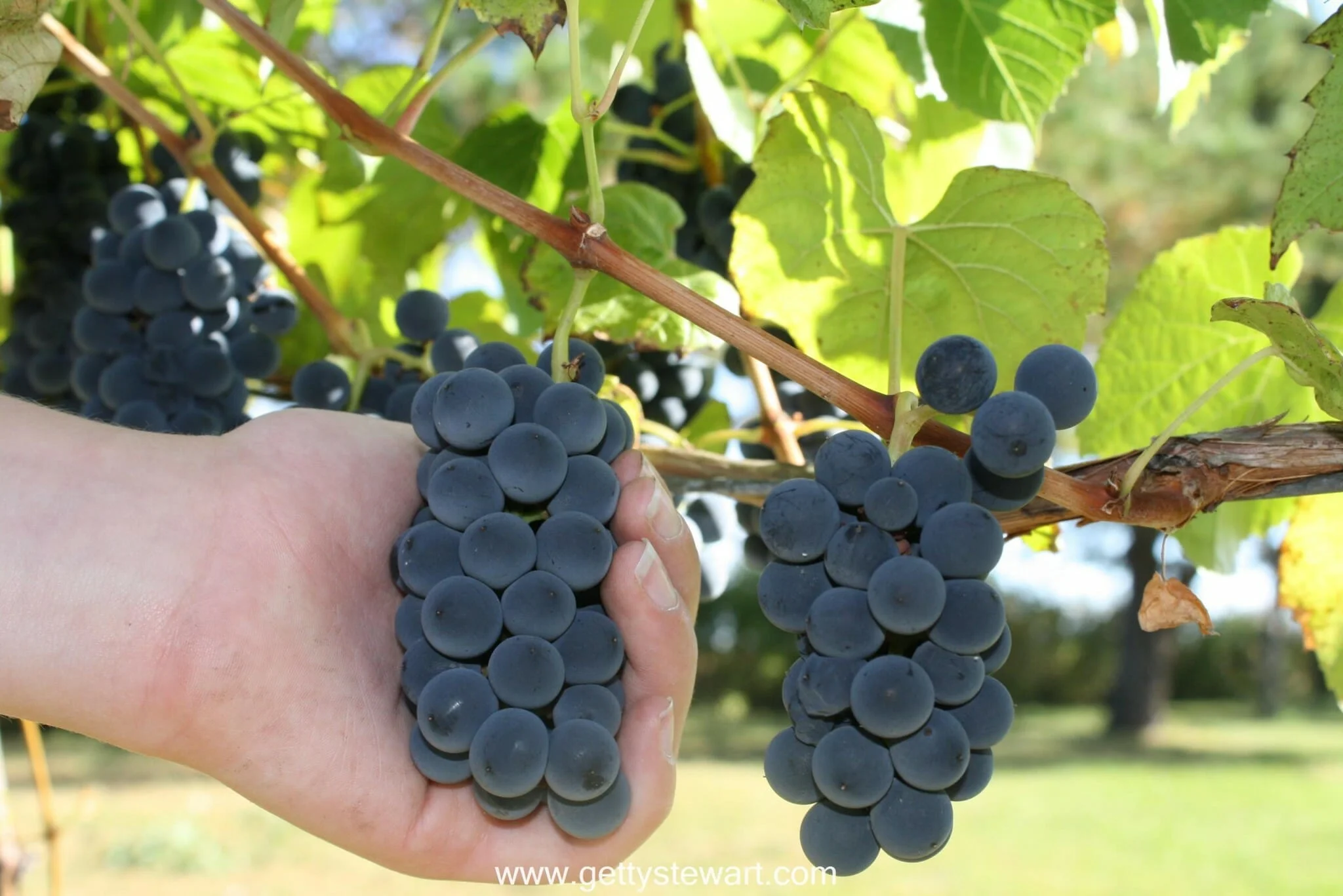 When is the Best Time to Harvest Grapes?