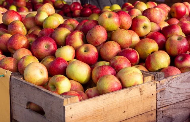 When is the Best Time to Harvest Honeycrisp Apples?