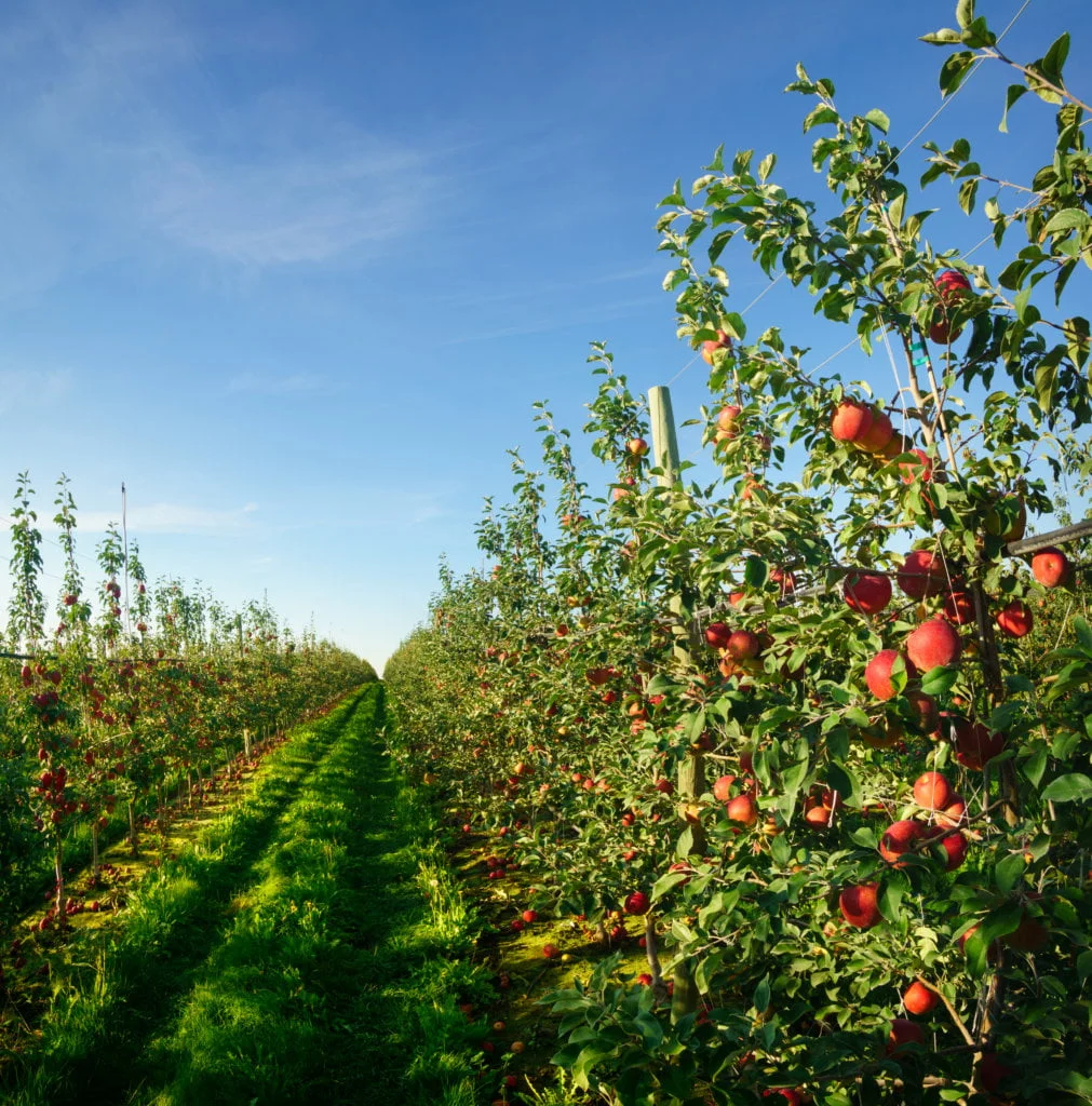 When is the Best Time to Harvest Honeycrisp Apples?