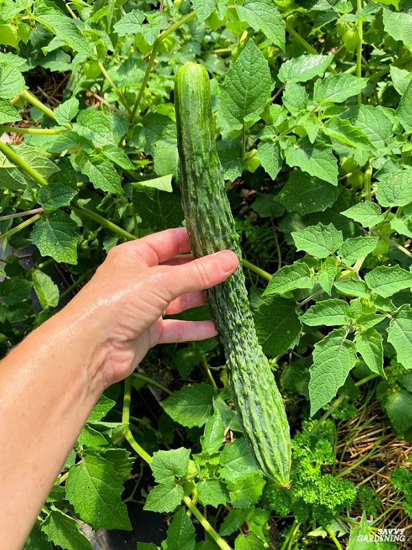 When is the Best Time to Pick Japanese Cucumbers?