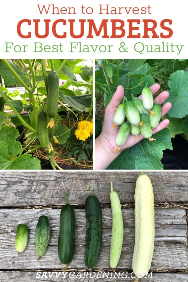When is the Best Time to Pick Japanese Cucumbers?