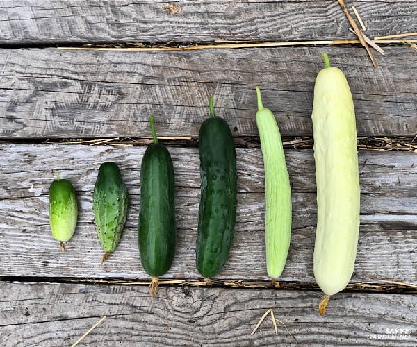 When is the Best Time to Pick Japanese Cucumbers? When is the Best Time to Pick Japanese Cucumbers?