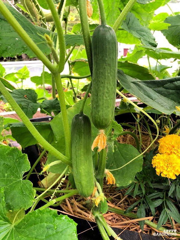 When is the Best Time to Pick Japanese Cucumbers? When is the Best Time to Pick Japanese Cucumbers?