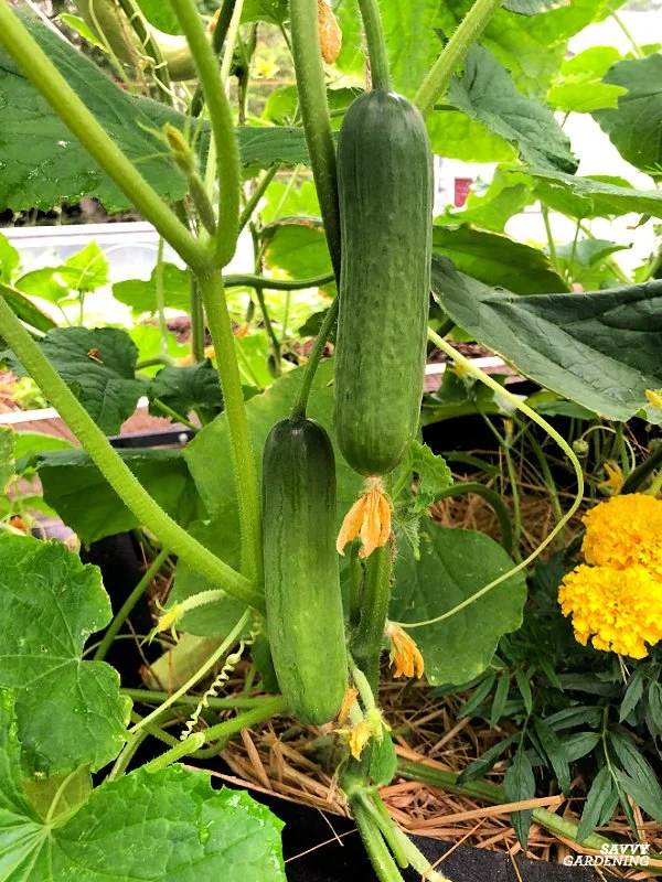 When is the Best Time to Pick Japanese Cucumbers?