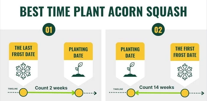 When is the best time to plant acorn squash?