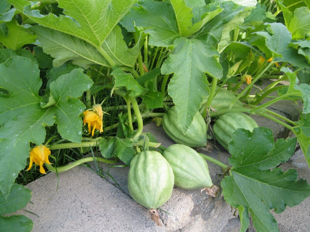 When is the best time to plant acorn squash?