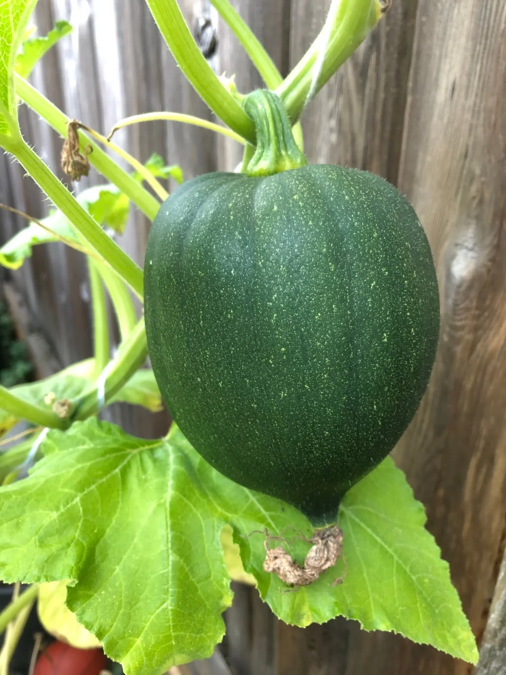 When is the best time to plant acorn squash?