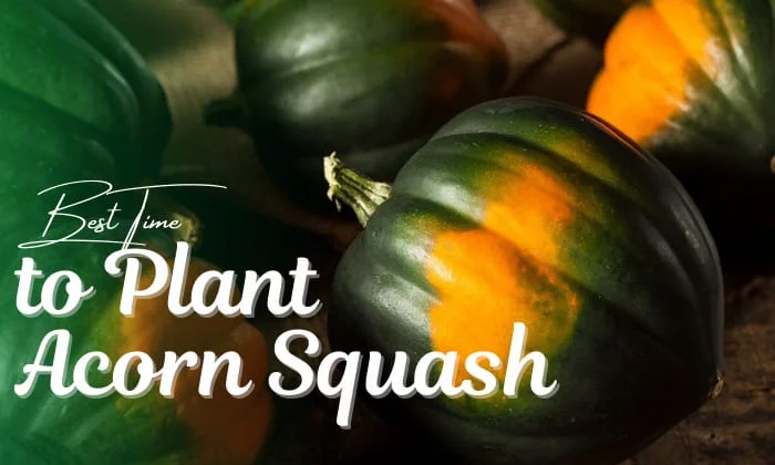 When is the best time to plant acorn squash?