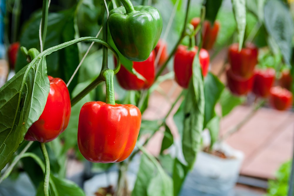 When is the Best Time to Plant Bell Peppers in NC? When is the Best Time to Plant Bell Peppers in NC?
