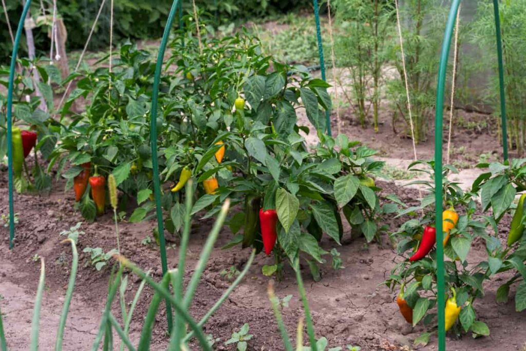 When is the Best Time to Plant Bell Peppers in NC? When is the Best Time to Plant Bell Peppers in NC?