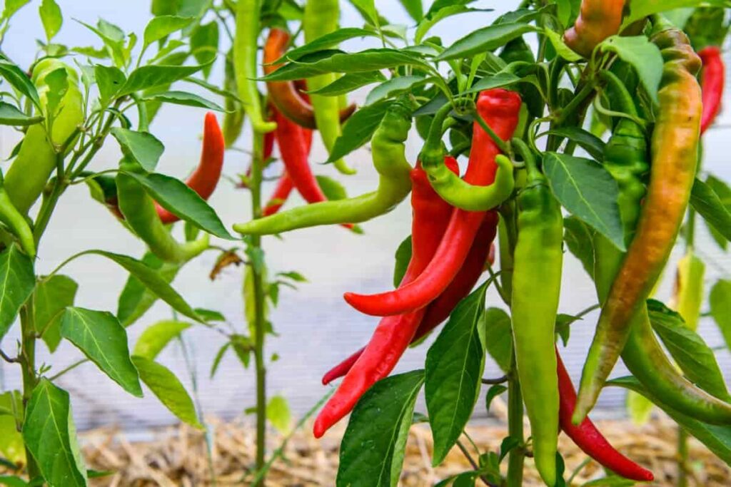 When is the Best Time to Plant Bell Peppers in NC? When is the Best Time to Plant Bell Peppers in NC?