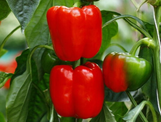 When is the Best Time to Plant Bell Peppers in NC? When is the Best Time to Plant Bell Peppers in NC?