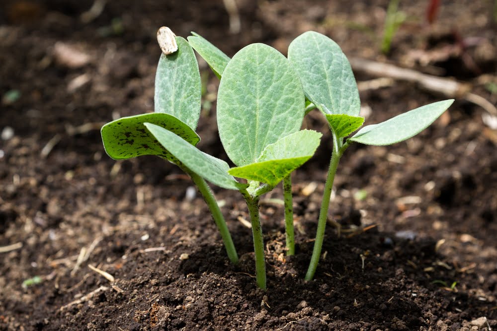When is the best time to plant butternut squash seeds?
