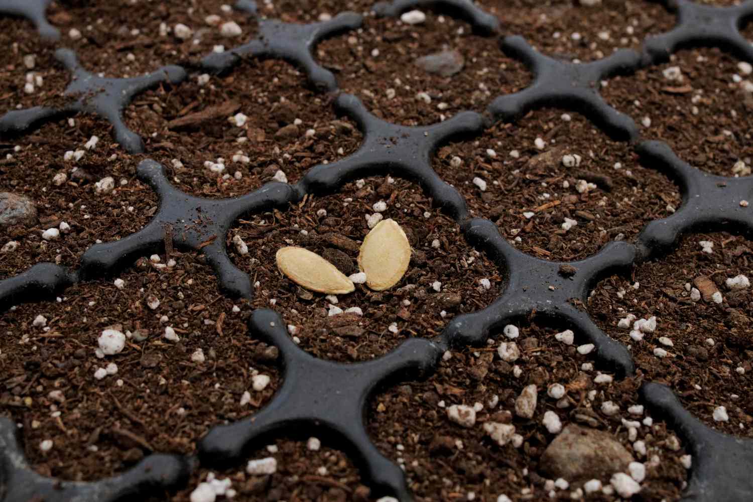 When is the best time to plant butternut squash seeds?