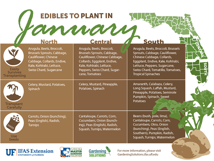 When is the Best Time to Plant Lettuce in Florida? When is the Best Time to Plant Lettuce in Florida?