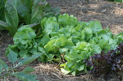 When is the Best Time to Plant Lettuce in Florida? When is the Best Time to Plant Lettuce in Florida?