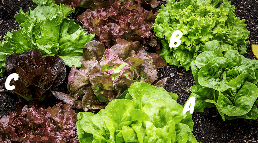 When is the Best Time to Plant Lettuce in Florida? When is the Best Time to Plant Lettuce in Florida?