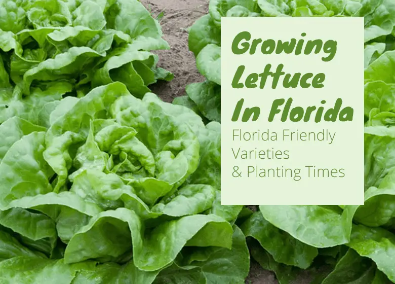 When is the Best Time to Plant Lettuce in Florida? When is the Best Time to Plant Lettuce in Florida?