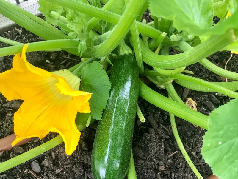 When is the Best Time to Plant Zucchini in Texas?