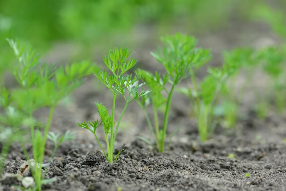 When is the Best Time to Transplant Carrots When is the Best Time to Transplant Carrots