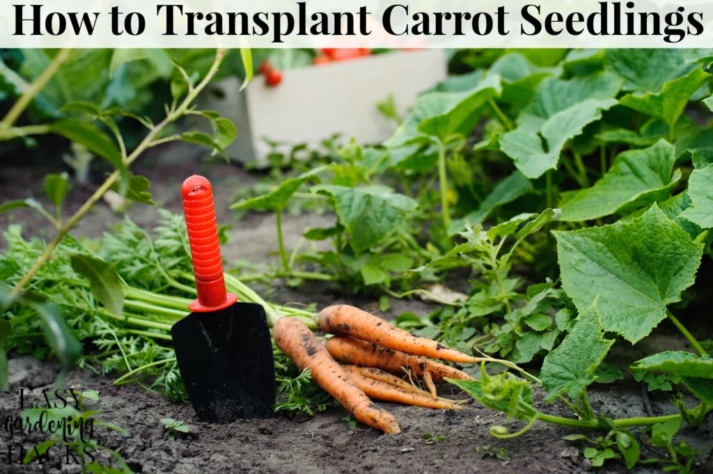 When is the Best Time to Transplant Carrots When is the Best Time to Transplant Carrots