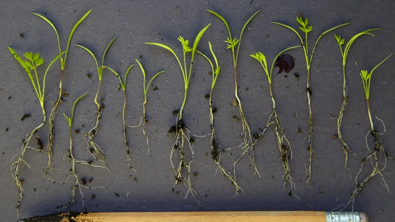 When is the Best Time to Transplant Carrots When is the Best Time to Transplant Carrots