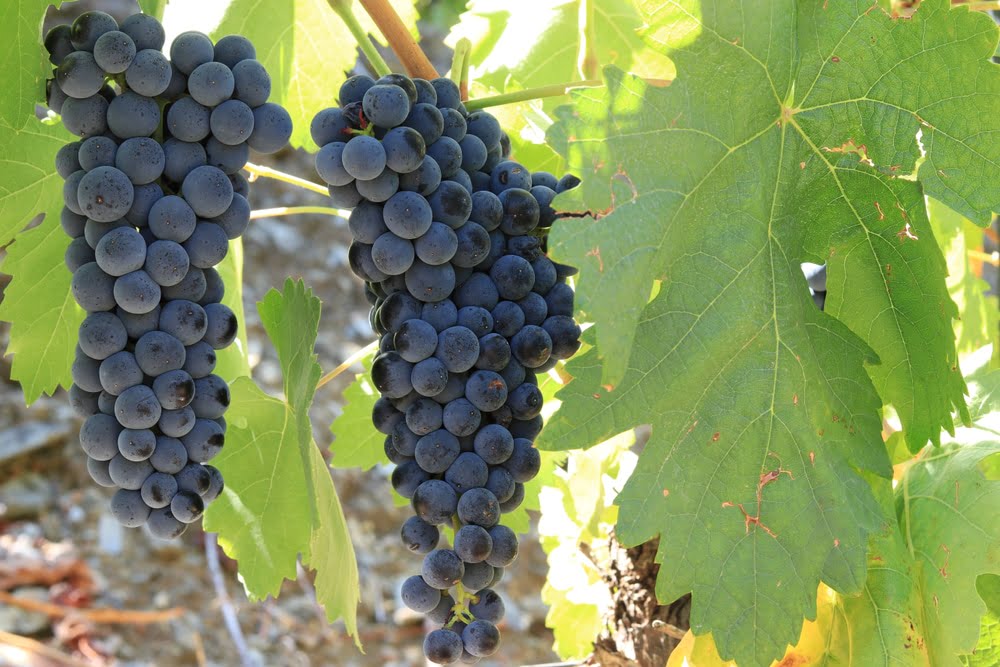 When To Fertilize Grapes When To Fertilize Grapes