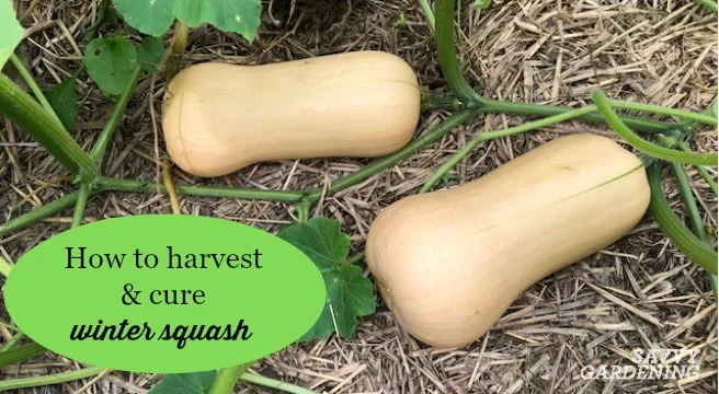 When to Harvest Butternut Squash