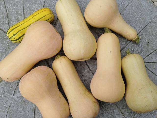 When to Harvest Butternut Squash