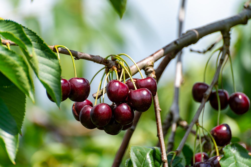 When To Harvest Cherries When To Harvest Cherries