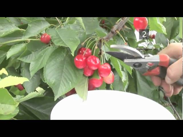 When To Harvest Cherries When To Harvest Cherries